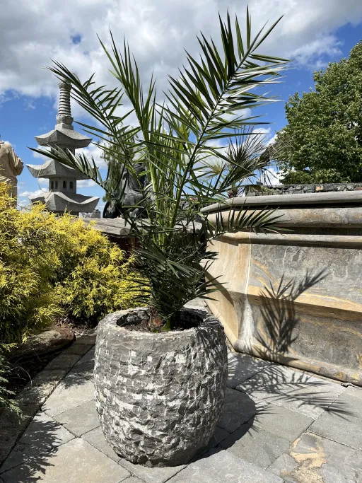 Steintrog aus Naturstein mit Phoenix-Palme