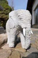 Kleiner Elefant Variante1 von vorn