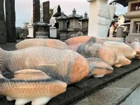 Dekofisch am Koiteich